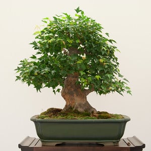 Trident maple - in training since 1980