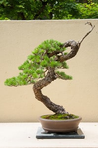 Lodgepole Pine - 3 years in training