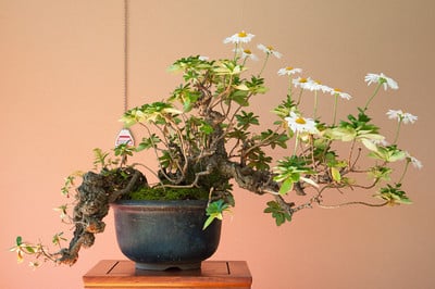 Chrysanthemum - kiku