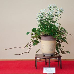Chrysanthemum - iwagarami