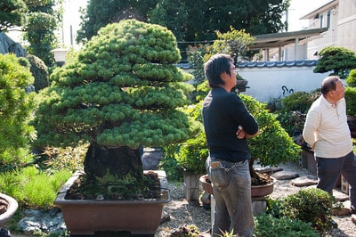 A white pine, Mr. Tanaka and Mr. Moriyama look West