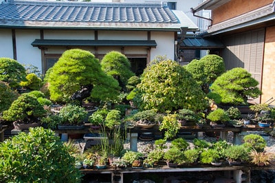 Moriyama's bonsai benches
