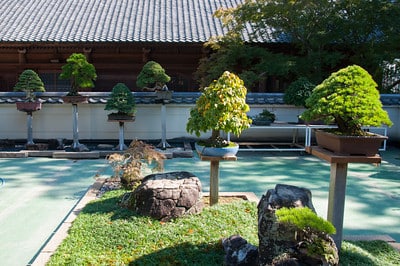 Bonsai museum