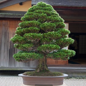 Tsuyama cypress