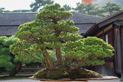 White pine (Iwasaki yatsufusa)
