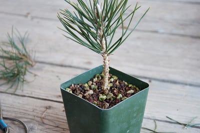200g 7oz Pine Tree Bark Pinus Substrate SEEDS LIVE TREE Vivarium Terrarium 