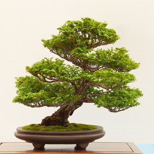 Hinkoi cypress