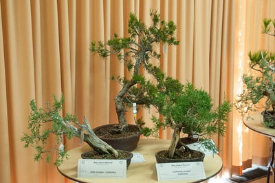 Auction trees