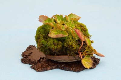 13 Moss Companion Plants  What Grows Well With Moss?