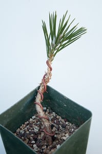 Wired seedling