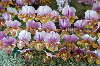 2013 Pacific Orchid Exposition