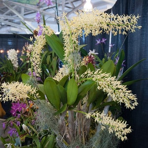 2013 Pacific Orchid Exposition