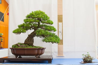 Japanese white pine