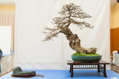 Large deciduous bonsai