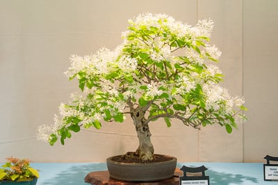 Chinese fringe tree