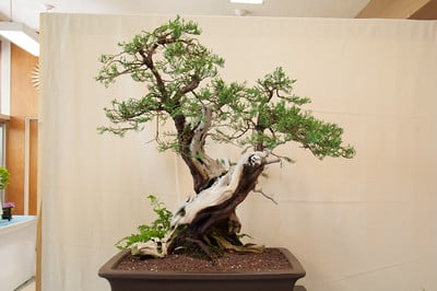 Sierra juniper