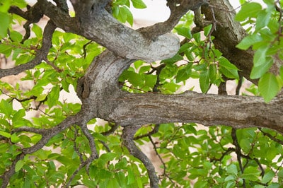 Hornbeam branch