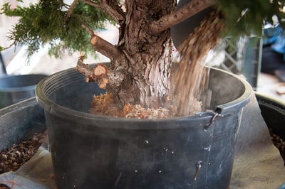 Adding bonsai soil