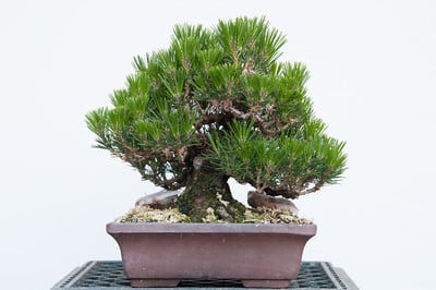Black pine