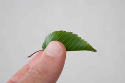 Fold leaf