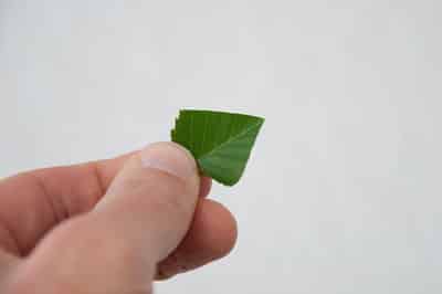 Reduced leaf