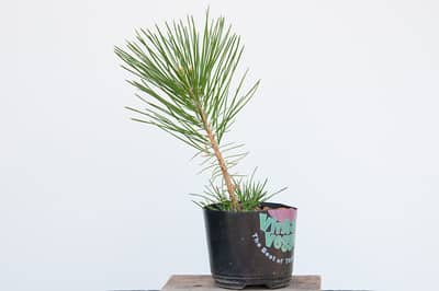 1 year-old black pine seedling