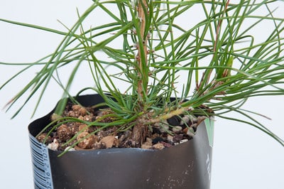 1 year-old red pine seedling