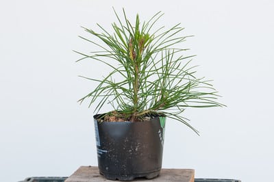 1 year-old red pine seedling