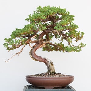 Wiring – happy bonsai blog