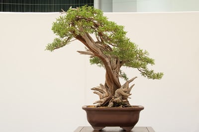 California juniper - collected 2004, styled 2012