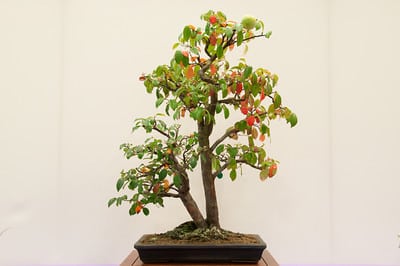 Chinese quince - 42 years