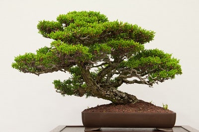 Mendocino pygmy cypress - 23 years