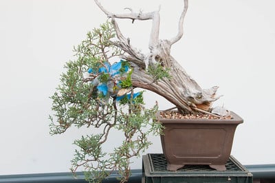 Utah juniper