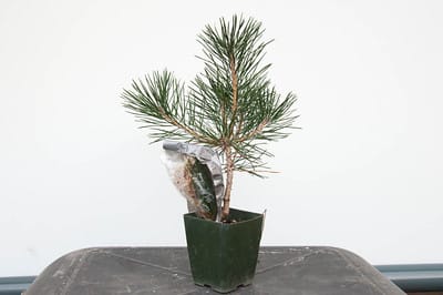 Corkbark pine graft