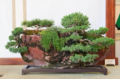 Rock planting with shimpaku, mugo pine and procumbens juniper