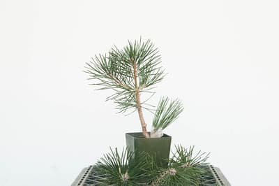 Grafted black pine