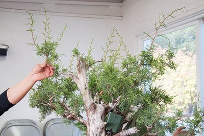 Healthy California juniper