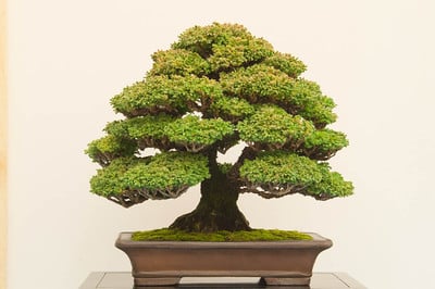 Sawara cypress