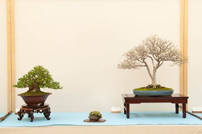 Yaupon holly and Chinese elm