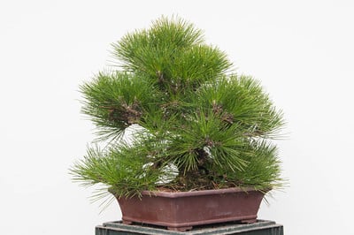 Corkbark black pine