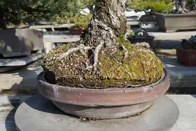 Roots pushing tree out of pot