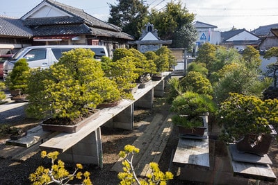 Fukunaga's garden