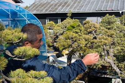 Iwakiri reaches for a pine