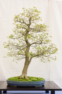 Deciduous bonsai