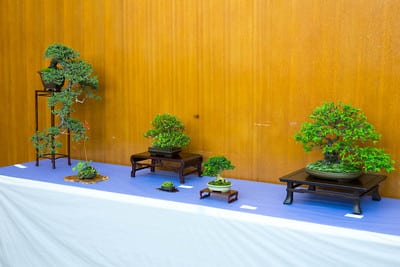 Medium bonsai displays