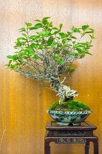 Gooseberry - phyllanthus emblica