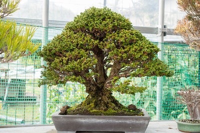 Tsukumo cypress