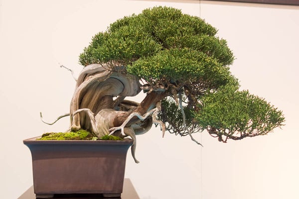 Chinese juniper by Bruno Beltrame -Kokufu prize