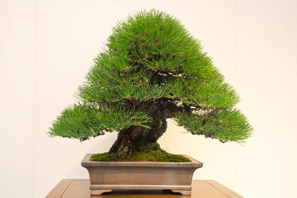 Japanese black pine