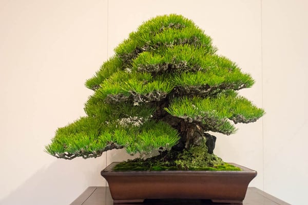 Japanese black pine - Kokufu prize